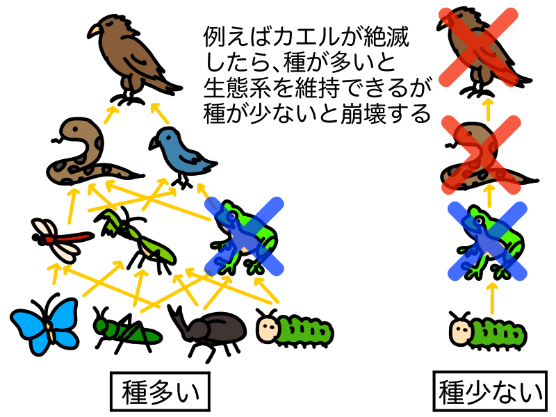 種の多様性の重要性　生態系ピラミッド