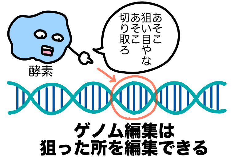 ゲノム編集は狙ったDNAを切り取りできる