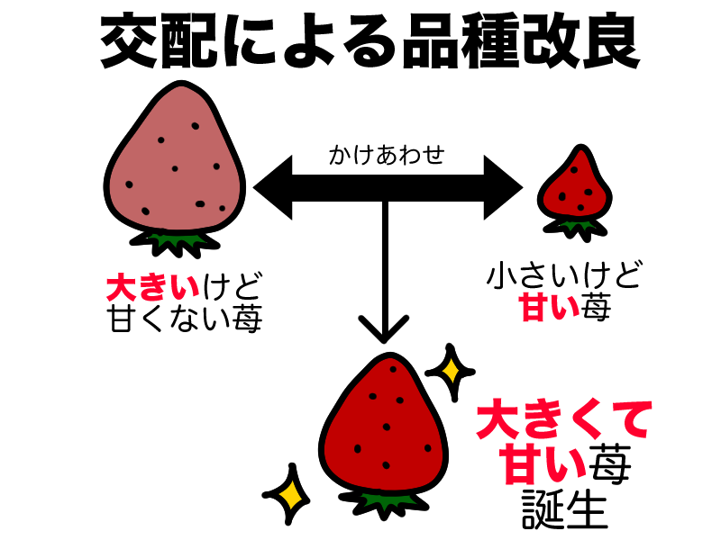 交配による苺の品種改良