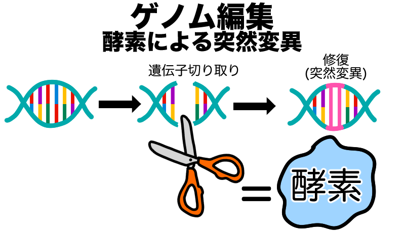 酵素によるゲノム編集